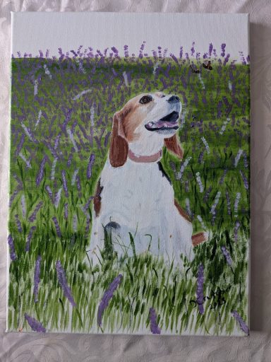 Beagle sat in a field of lavender looking up a two butterflies
